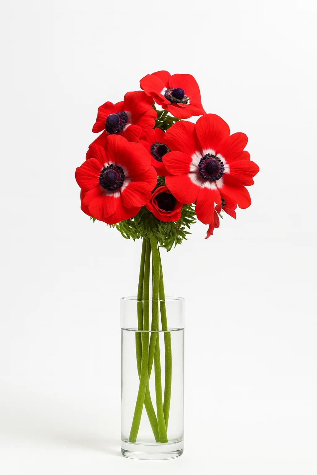 Anemone FullStar + Mariane