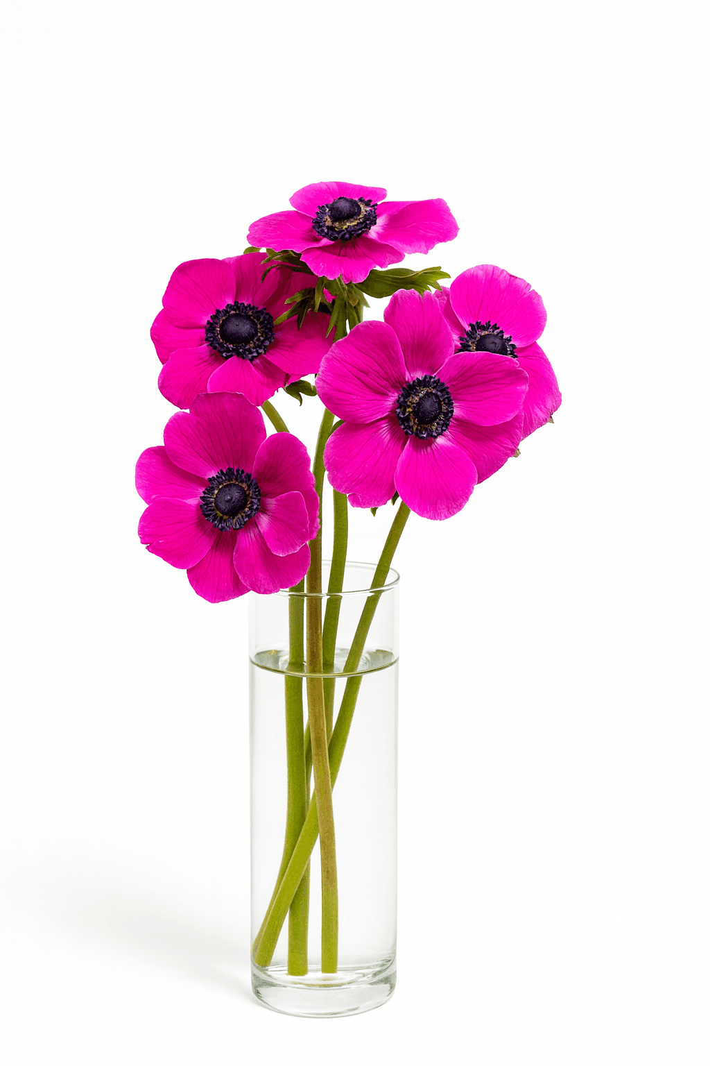 Mariane Fuchsia 25cm