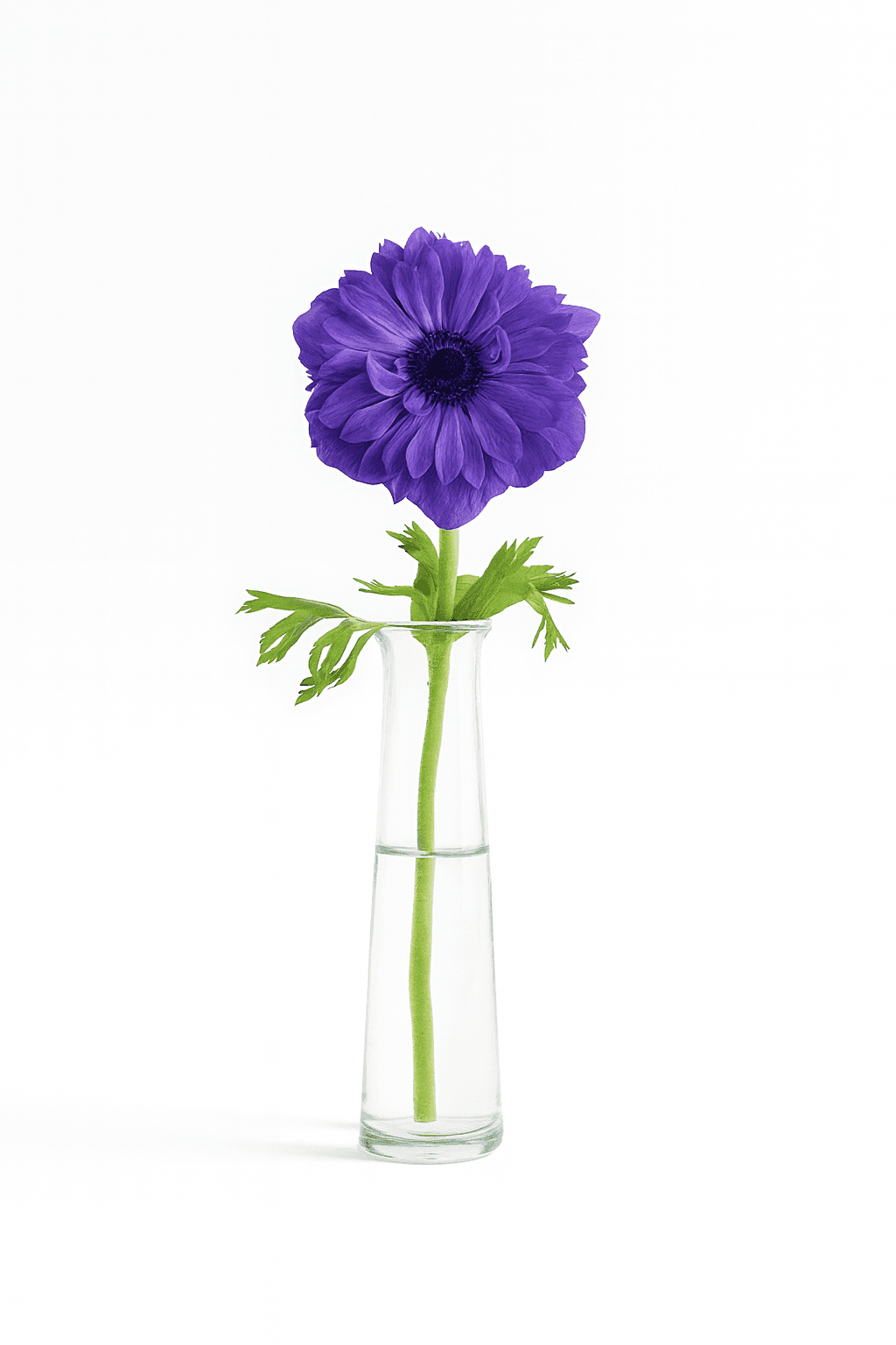 Full Star Blue 25cm
