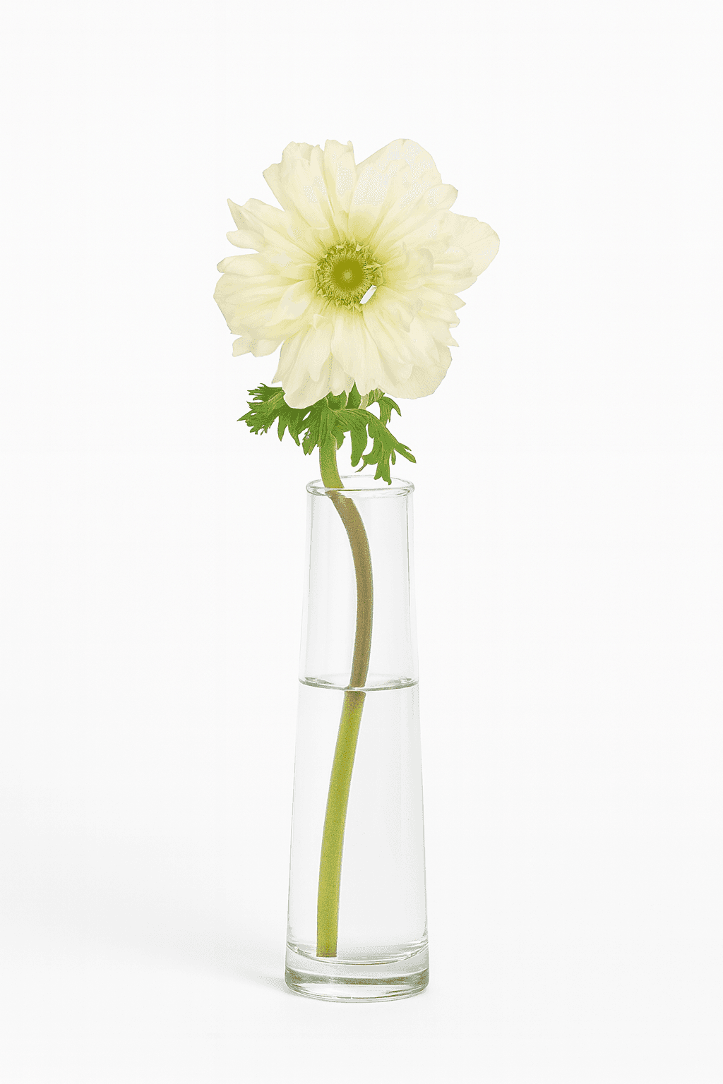Full Star White 25cm