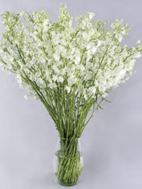 Bella Andes White 60cm