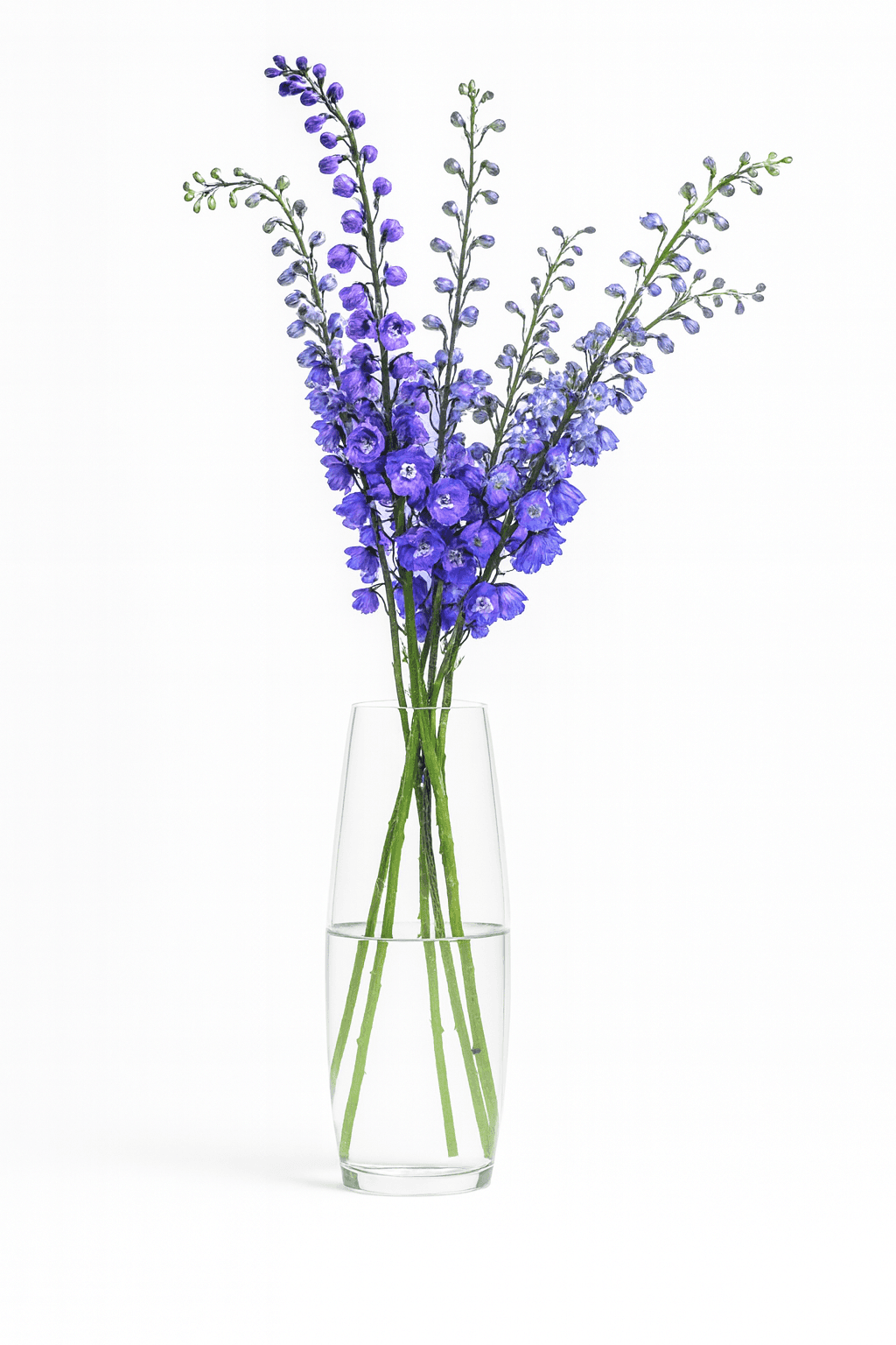 Delphinium Blue Blue Bird 80-90CM