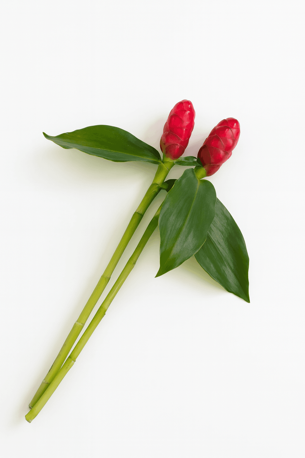 Novelties (Musas, French Kiss)