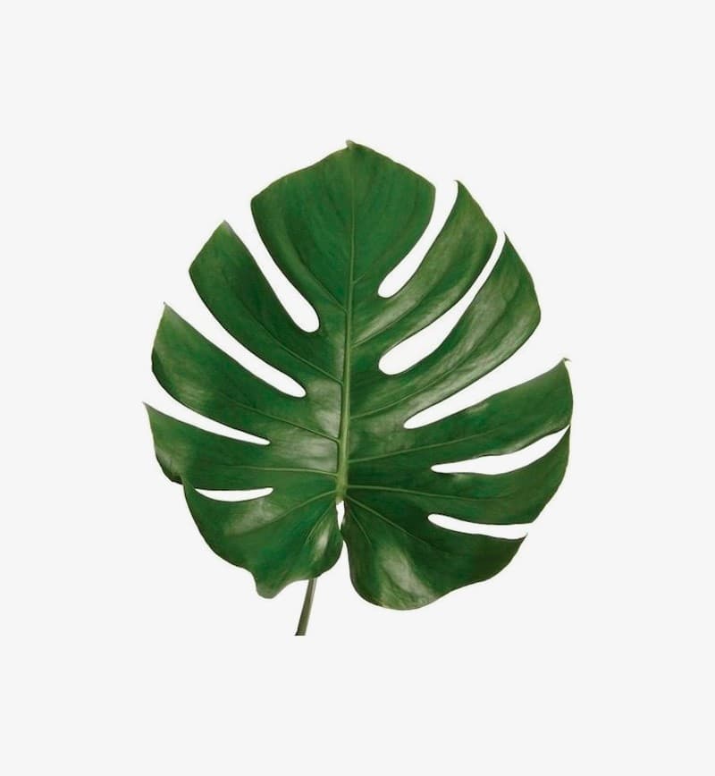 & Foliage Fern Davalia 60 CM Green