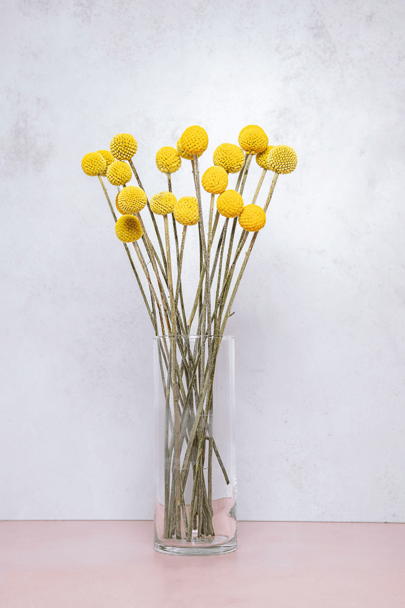 Jumbo Yellow