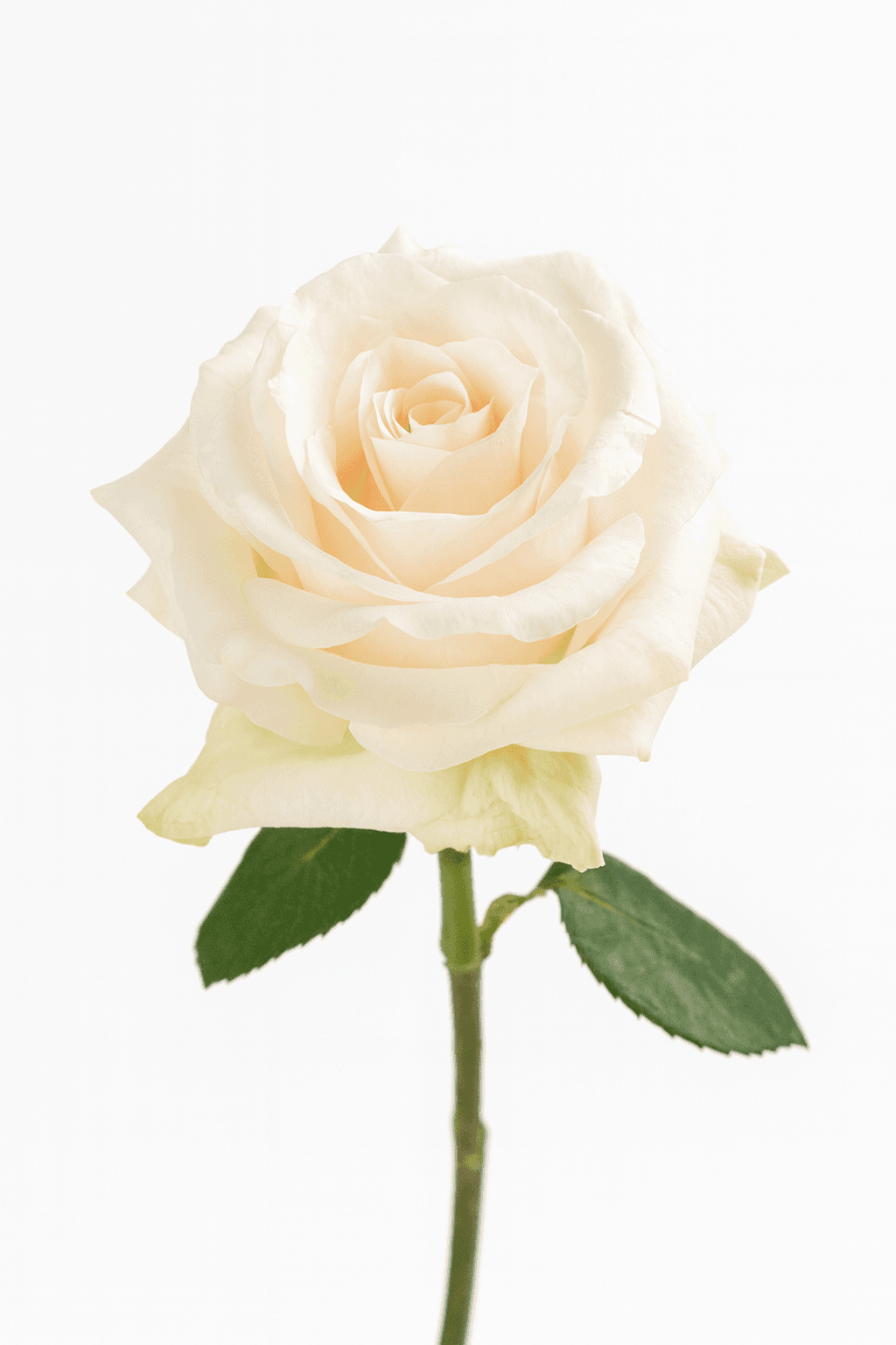 Fancy Dreams White 40 cm