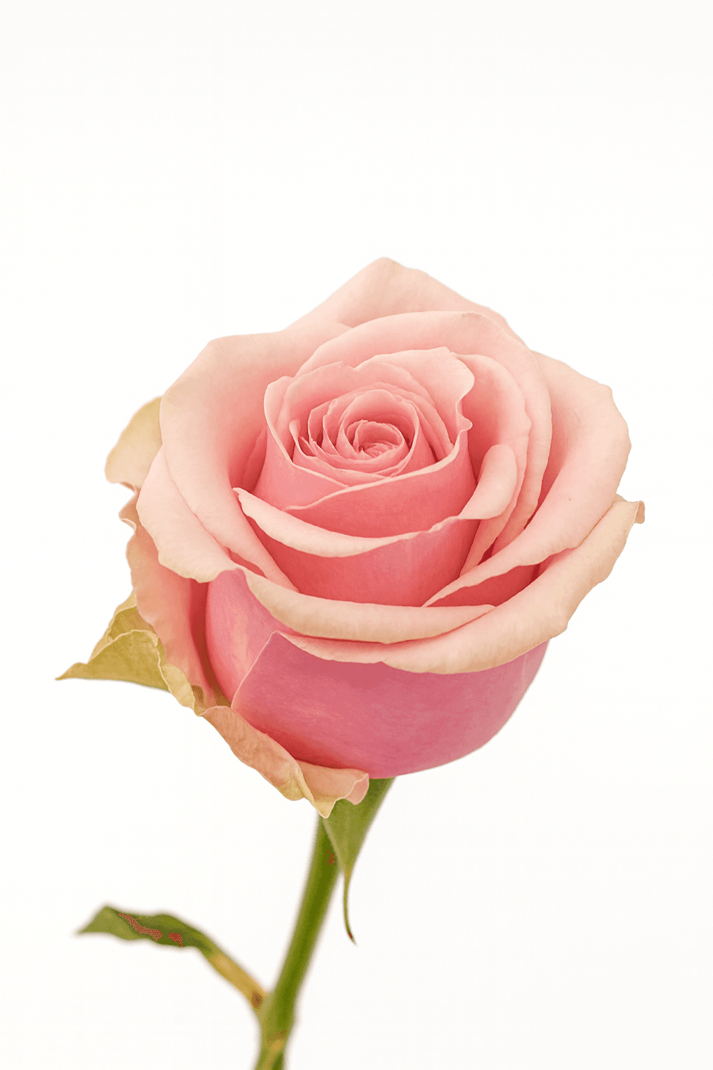 Geraldine Pink 40 cm