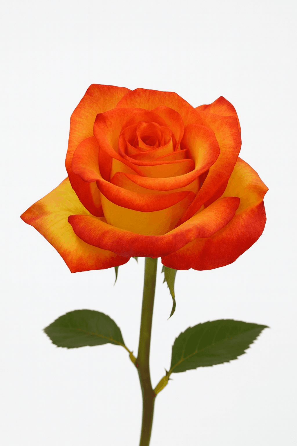 High & Magic Bicolor 40 cm