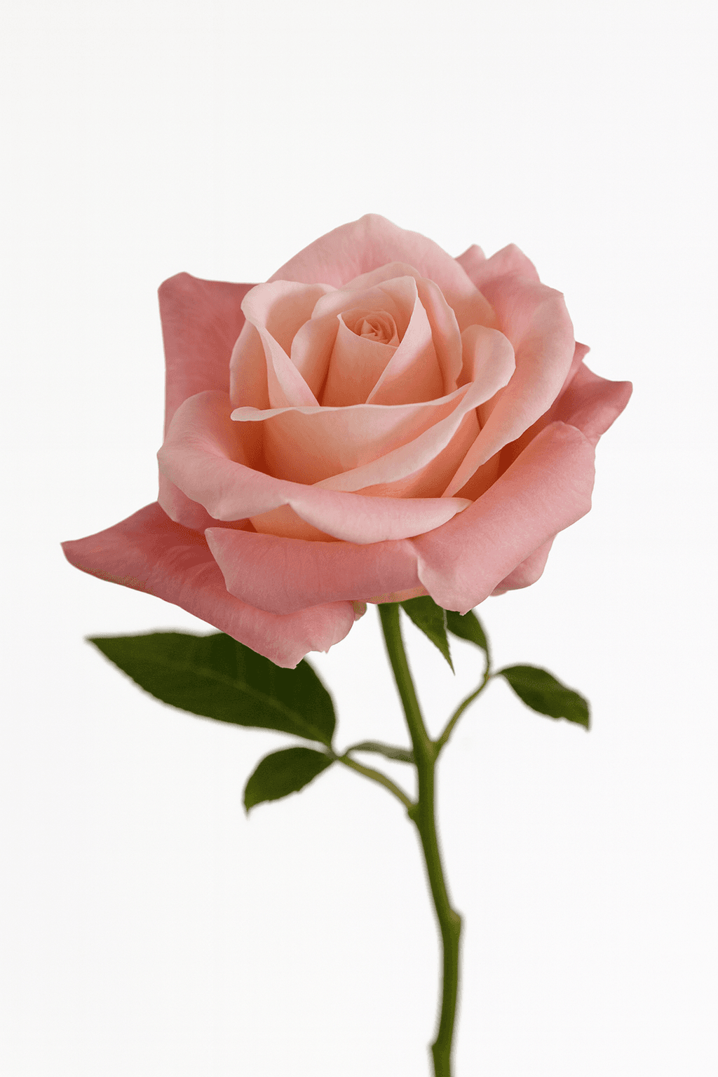 Miss Piggy Coral 40 cm