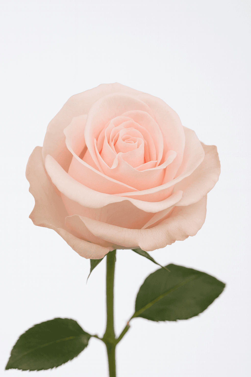 Novia Light Pink 40 cm