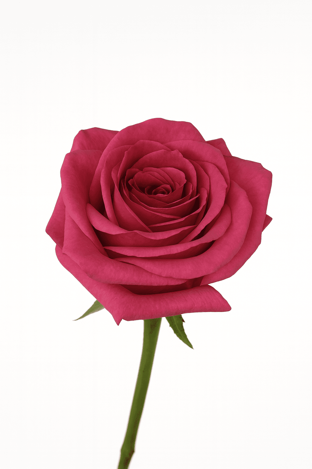 Queenberry Hot Pink 40 cm