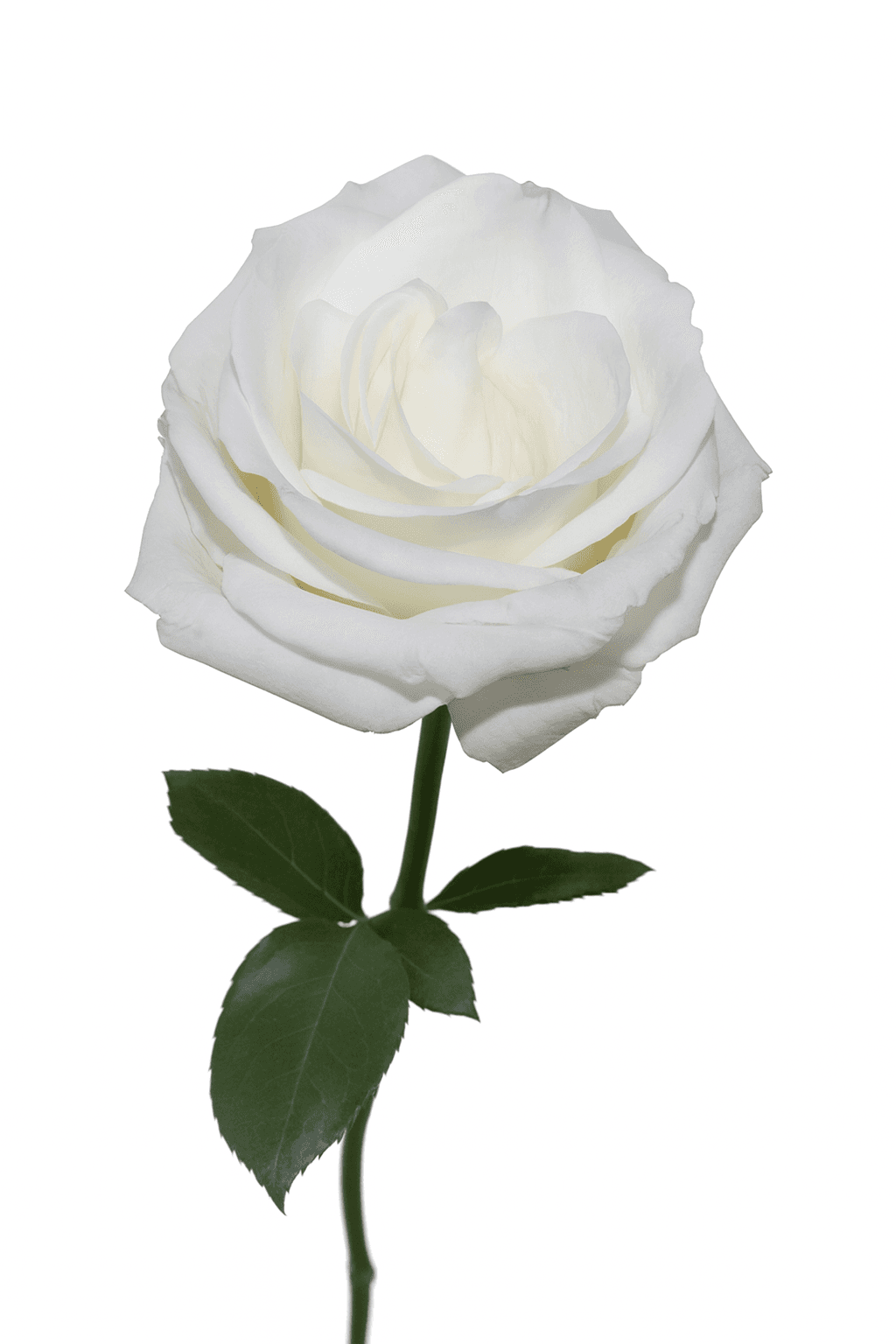 Tibet White