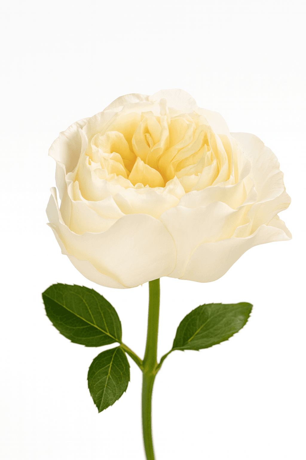 Vicky Gardens Champagne 40 cm