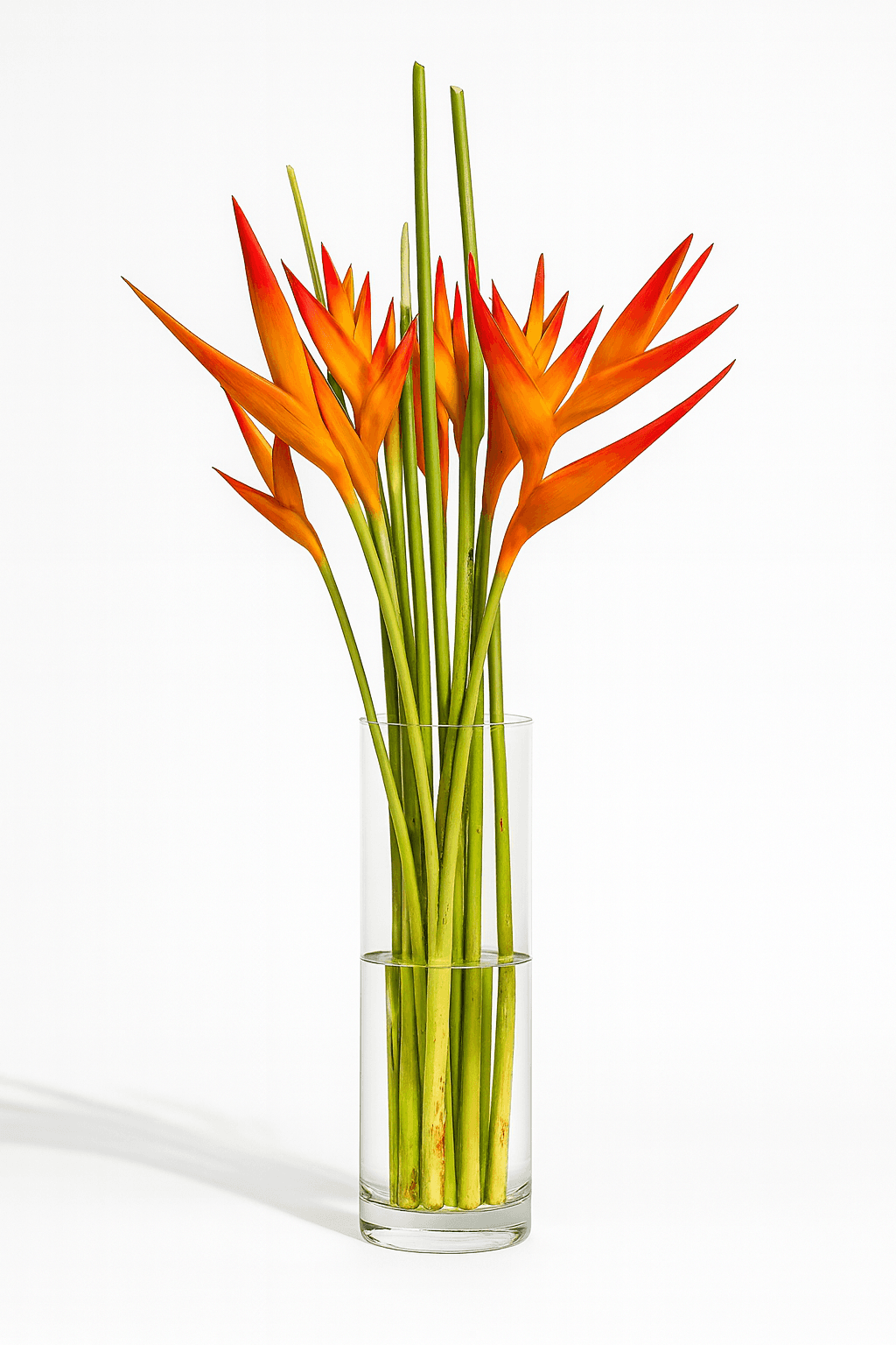 Anthurium Large (10-12cm) Assorted